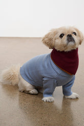 Pet Winston Sweater | Powder Blue Multi