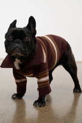 Pet Hampton Sweater | Tobacco Stripe