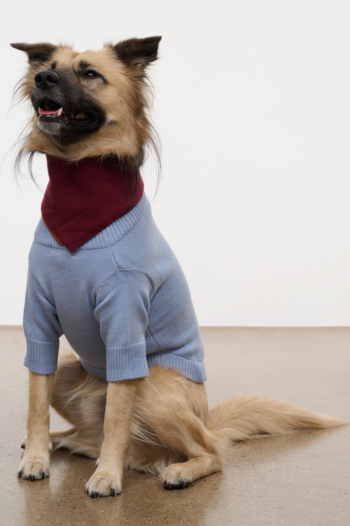 Pet Winston Sweater | Powder Blue Multi