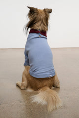 Pet Winston Sweater | Powder Blue Multi
