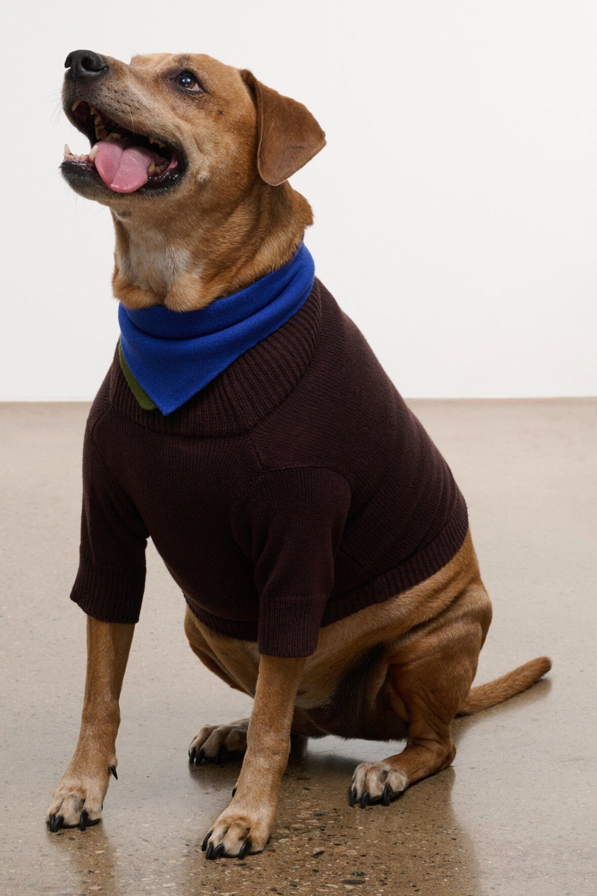 Pet Winston Sweater | Earth Multi